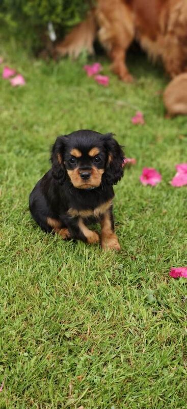 Cavalier King Charles Spaniel Puppies - Image 2 of 3