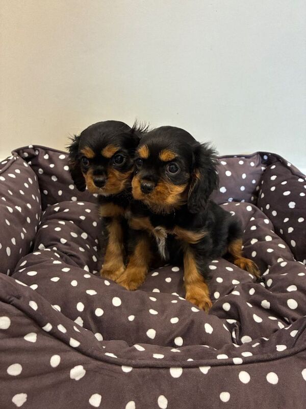 King Charles Spaniel Puppies For Sale