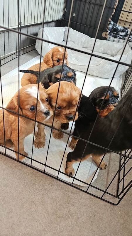 Cavalier King Charles Spaniel Puppies
