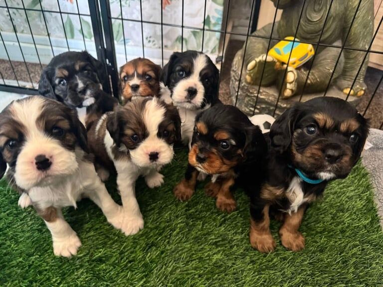Cavalier king charles spaniel puppies for sale in Uxbridge, Greater London