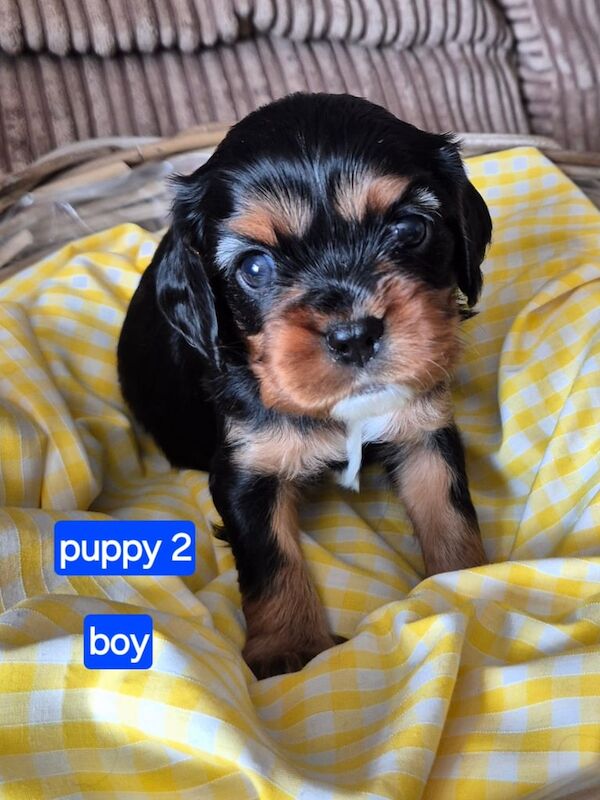 Cavalier king charles spaniel puppies for sale in Uxbridge, Greater London | Image 3