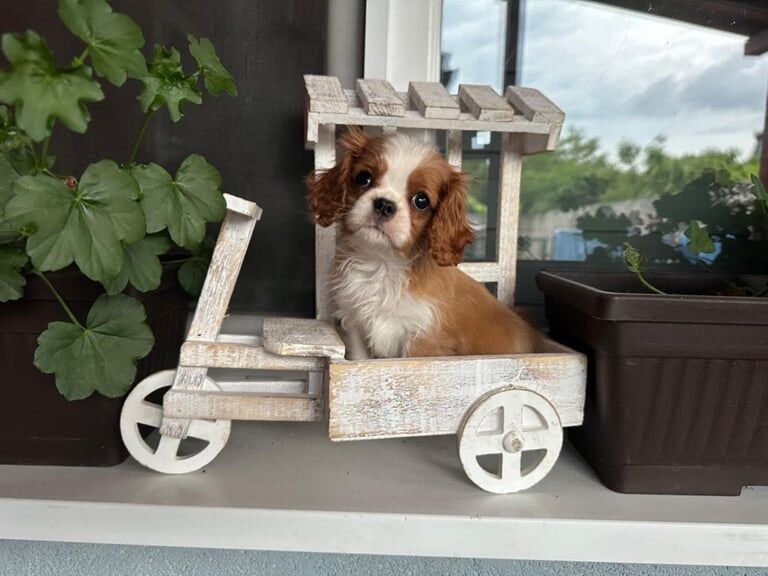 Cavalier King Charles Spaniel Puppies for sale in Croydon, Greater London