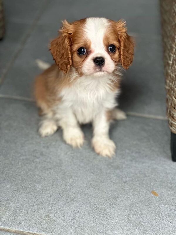 Cavalier King Charles Spaniel Puppies for sale in Croydon, Greater London | Image 2