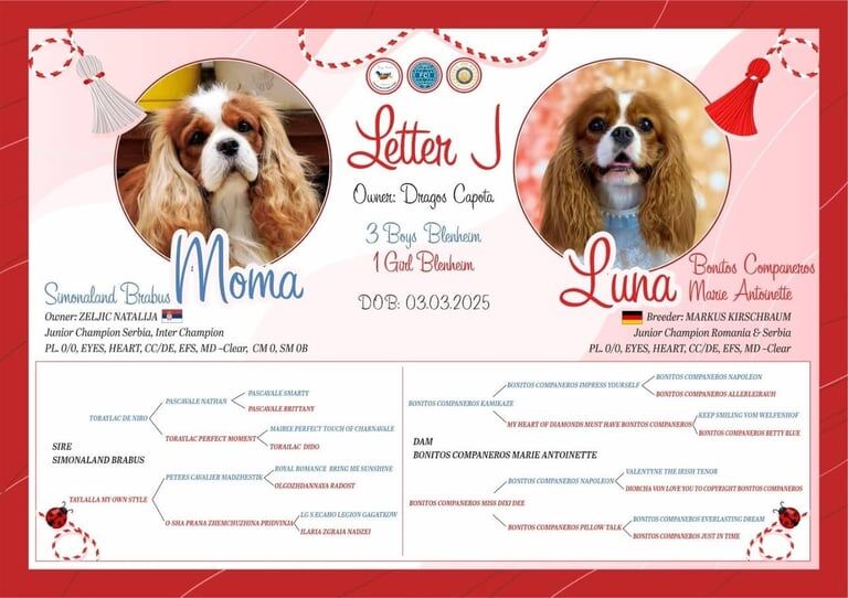 Cavalier King Charles Spaniel Puppies for sale in Croydon, Greater London | Image 3
