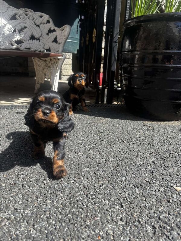 Cavalier King Charles Spaniel Puppies for sale in Maghera, County Londonderry