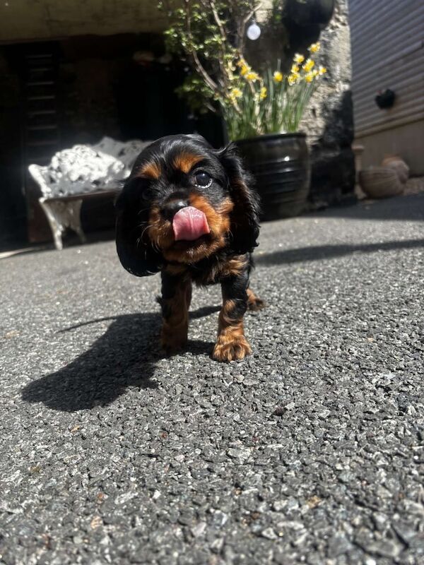 Cavalier King Charles Spaniel Puppies for sale in Maghera, County Londonderry | Image 2