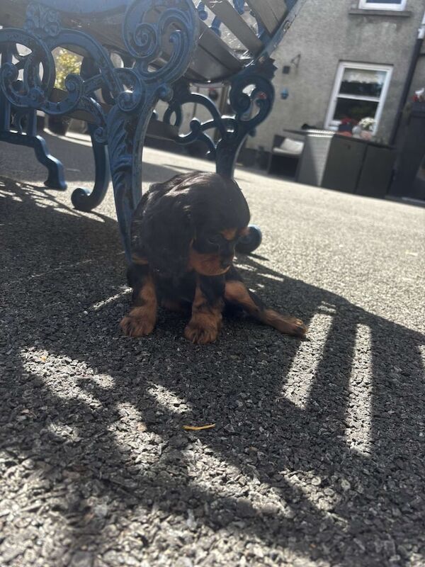 Cavalier King Charles Spaniel Puppies for sale in Maghera, County Londonderry | Image 3
