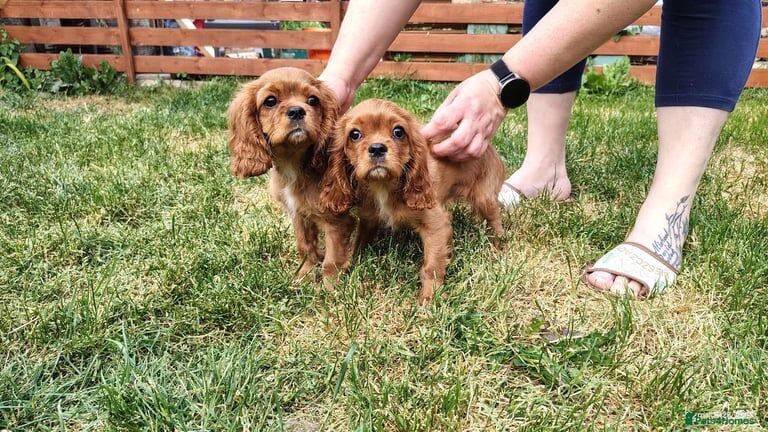 Cavalier King Charles Spaniel Puppies for sale in Oxford, Oxfordshire