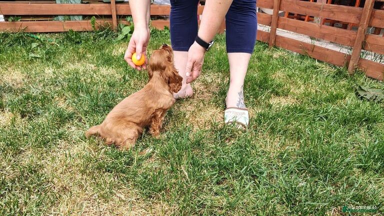 Cavalier King Charles Spaniel Puppies for sale in Oxford, Oxfordshire | Image 2