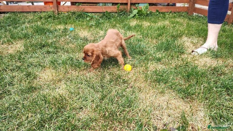 Cavalier King Charles Spaniel Puppies for sale in Oxford, Oxfordshire | Image 3