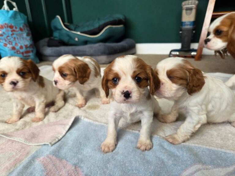 Cavalier King Charles Spaniel puppies for sale