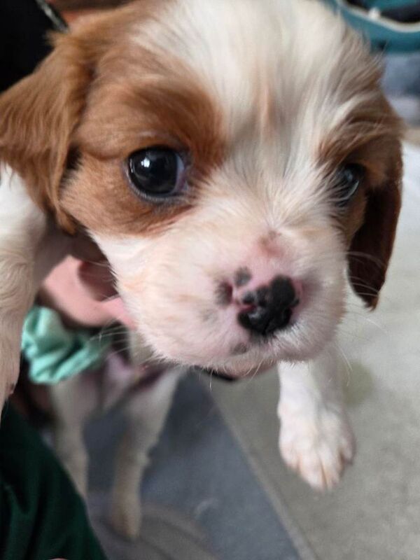 Cavalier King Charles Spaniel puppies for sale - Image 2 of 3