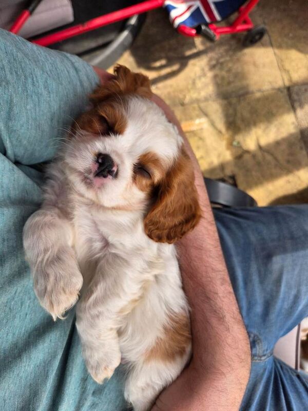 Cavalier King Charles Spaniel puppies for sale - Image 3 of 3