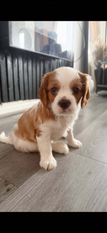 Cavalier king charles spaniel puppy boy