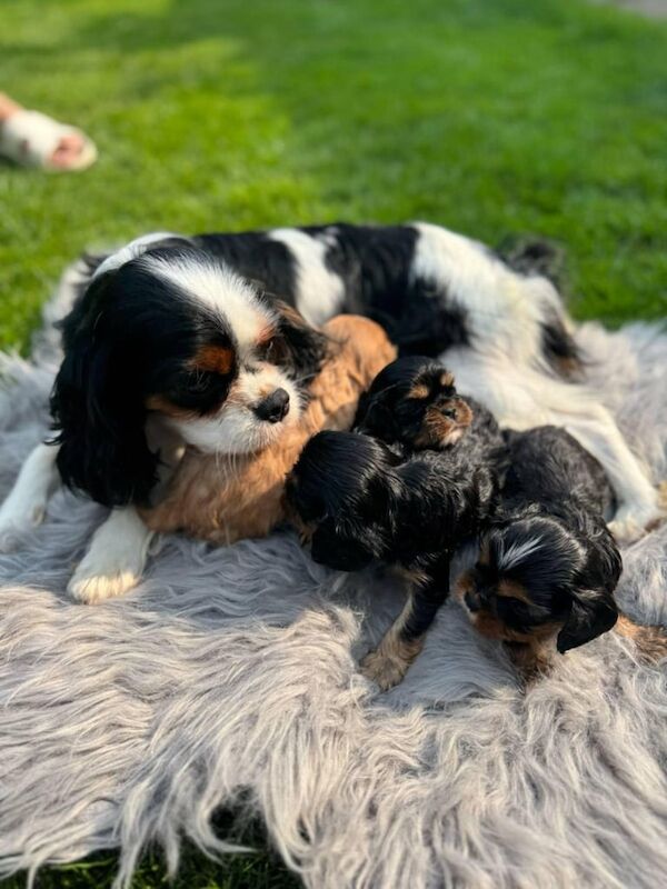 Cavalier King Charles Spaniel Puppy's for sale in Knottingley, West Yorkshire