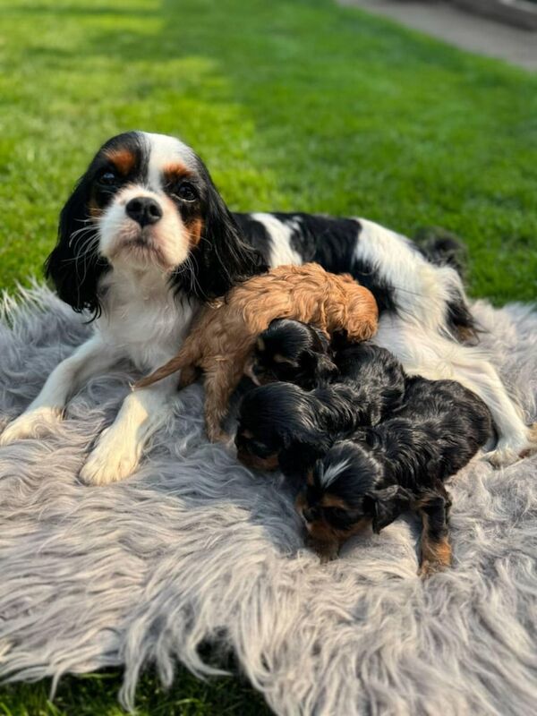 Cavalier King Charles Spaniel Puppy's for sale in Knottingley, West Yorkshire - Image 2