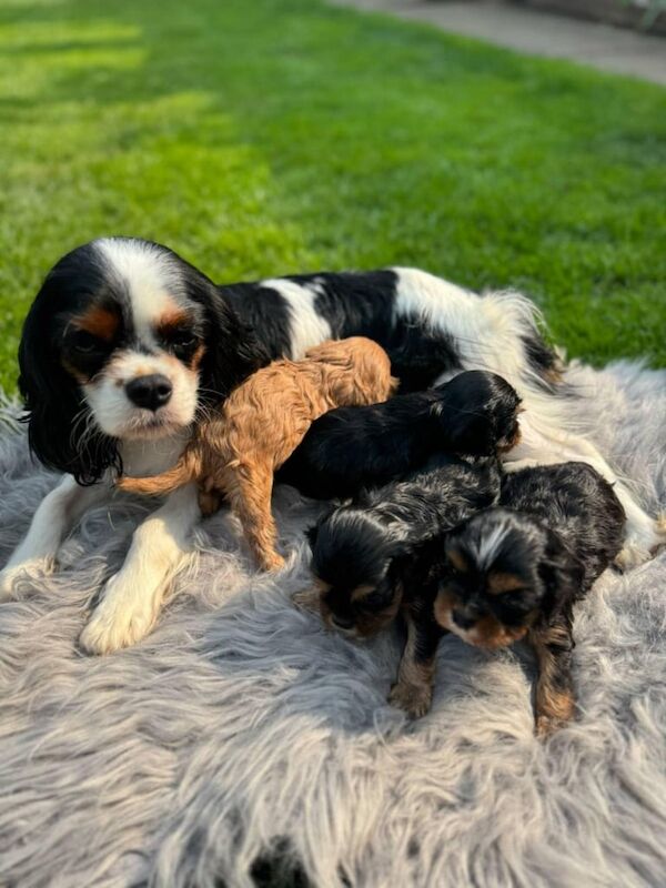 Cavalier King Charles Spaniel Puppy's for sale in Knottingley, West Yorkshire - Image 3