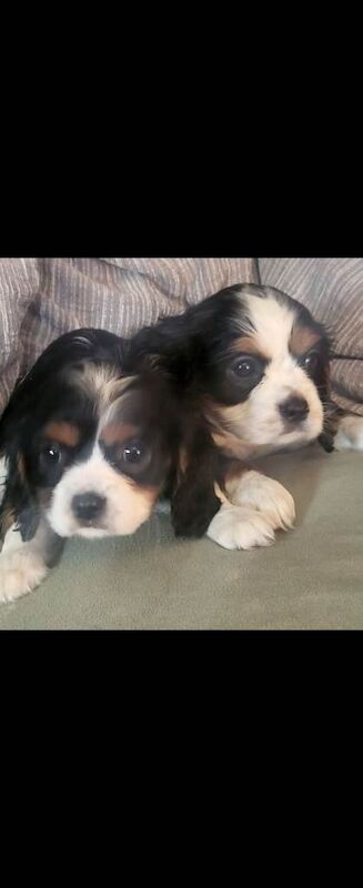 King Charles Spaniel Puppies For Sale