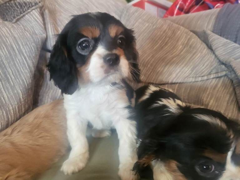 Cavalier King Charles Spaniel puppies for sale in Taunton, Somerset – KC registered, 8 weeks old - Image 2 of 6