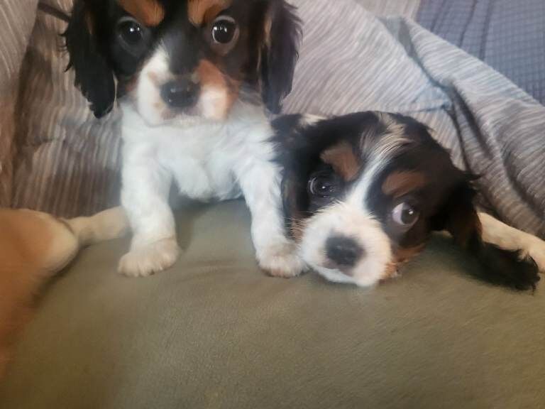 Cavalier King Charles Spaniel puppies for sale in Taunton, Somerset – KC registered, 8 weeks old - Image 3 of 6