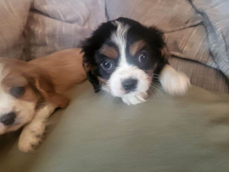 Cavalier King Charles Spaniel puppies for sale in Taunton, Somerset – KC registered, 8 weeks old - Image 4 of 6