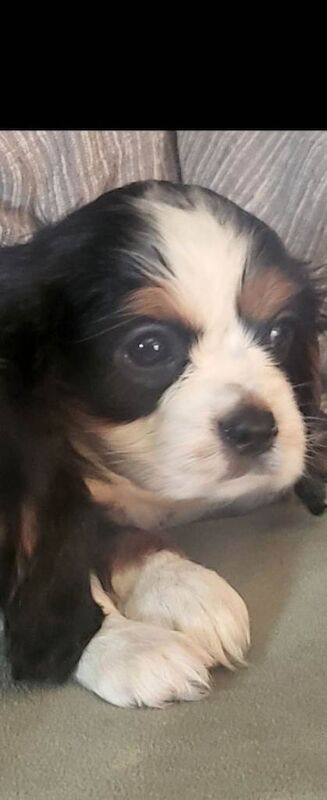 Cavalier King Charles Spaniel puppies for sale in Taunton, Somerset – KC registered, 8 weeks old - Image 5 of 6