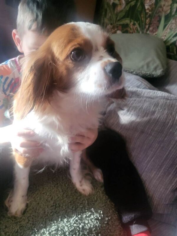 Cavalier King Charles Spaniel puppies for sale in Taunton, Somerset – KC registered, 8 weeks old - Image 6 of 6