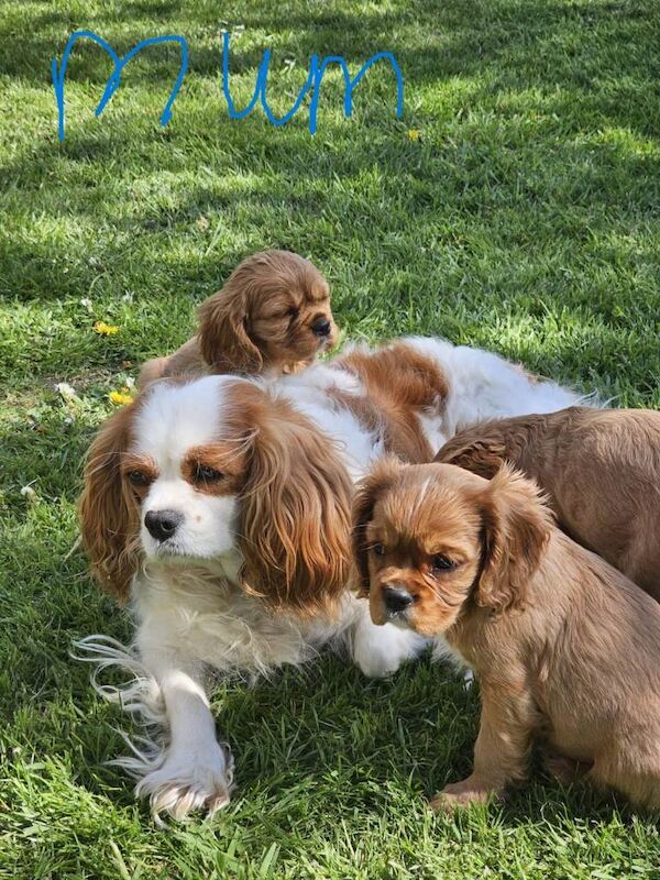 King Charles Spaniel Puppies For Sale