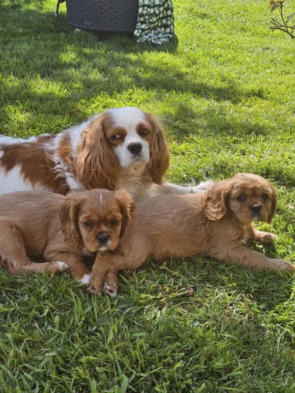 Cavalier king Charles spaniel Pups - Image 2 of 6