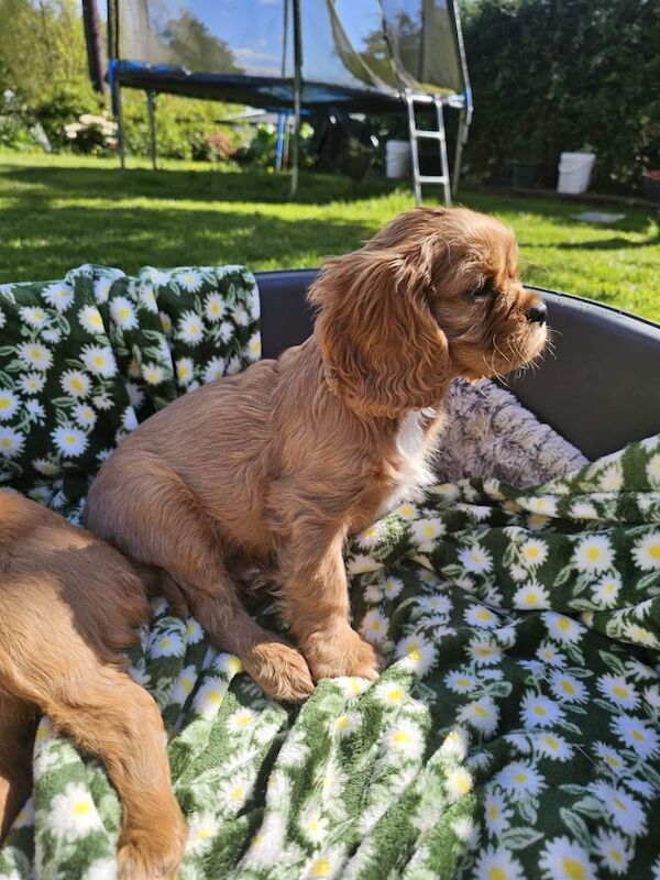 Cavalier king Charles spaniel Pups - Image 3 of 6