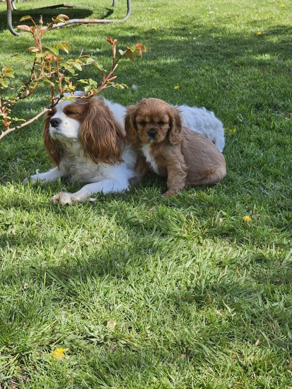 Cavalier king Charles spaniel Pups - Image 4 of 6