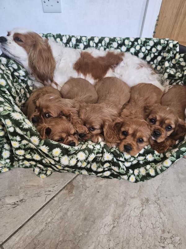 Cavalier king Charles spaniel Pups - Image 5 of 6