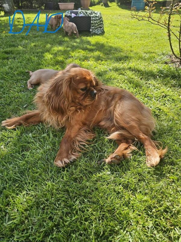 Cavalier king Charles spaniel Pups - Image 6 of 6