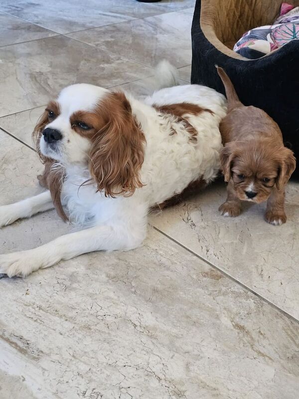 Cavalier King Charles Spaniel puppies for sale in Clogher, County Tyrone – 3 weeks old