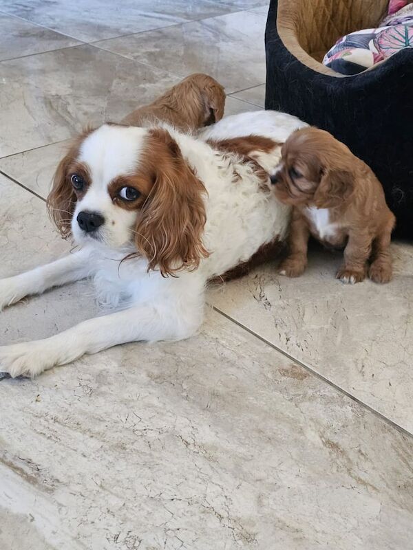 Cavalier King Charles Spaniel puppies for sale in Clogher, County Tyrone – 3 weeks old - Image 2 of 4