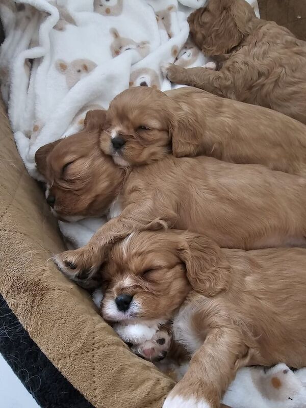 Cavalier King Charles Spaniel puppies for sale in Clogher, County Tyrone – 3 weeks old - Image 3 of 4