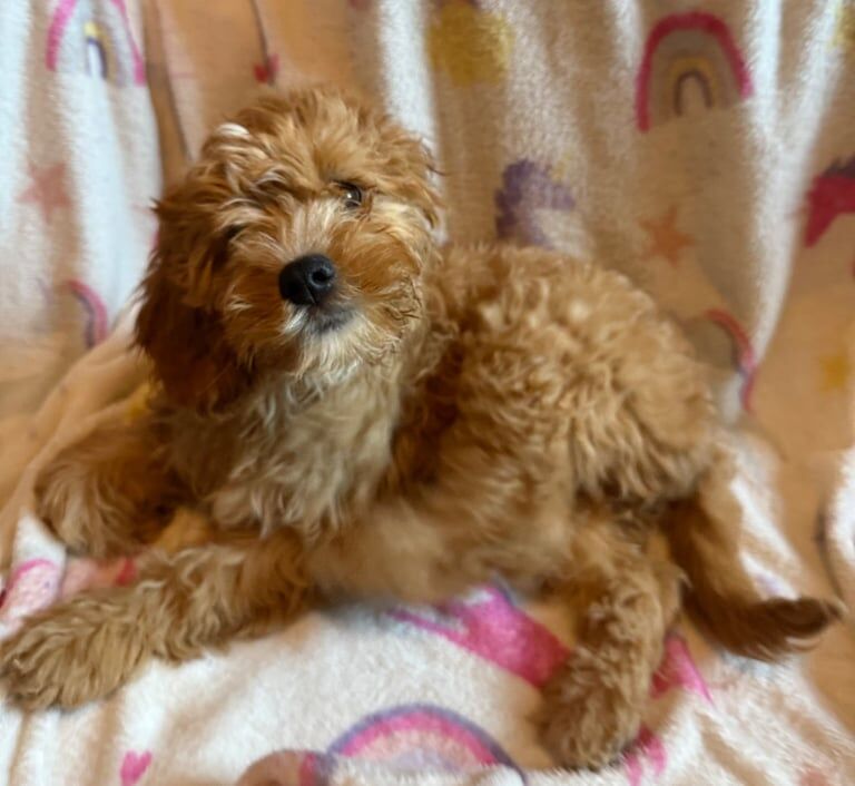 Cavalier King Charles Spaniel puppies for sale in Caerphilly / Caerffili, Gwent – 3 months old - Image 2 of 3