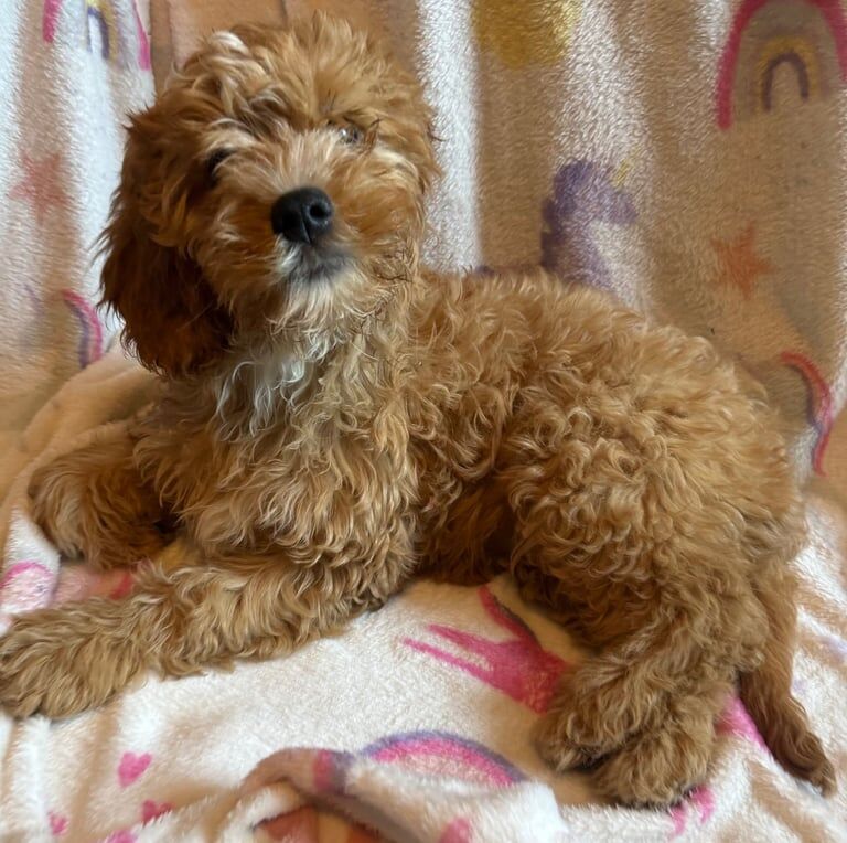 Cavalier King Charles Spaniel puppies for sale in Caerphilly / Caerffili, Gwent – 3 months old - Image 3 of 3