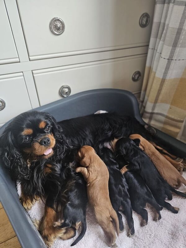 Cavalier King Charles Spaniel puppies for sale in Clogher, County Tyrone – 1 week old