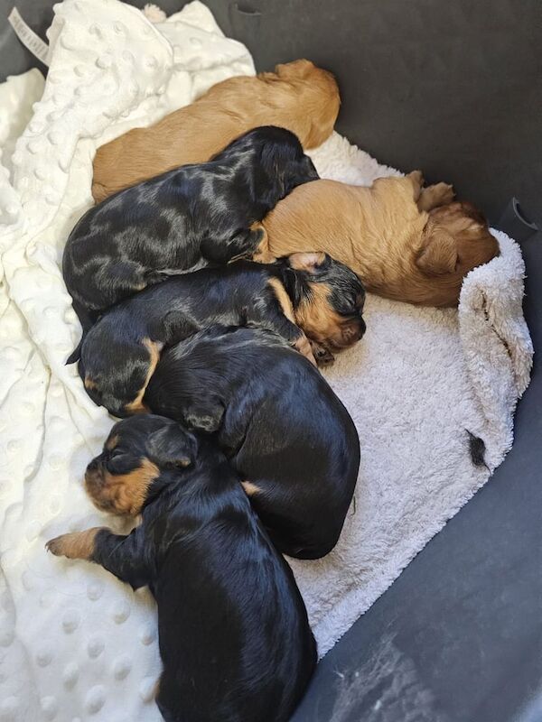 Cavalier King Charles Spaniel puppies for sale in Clogher, County Tyrone – 1 week old - Image 2 of 2