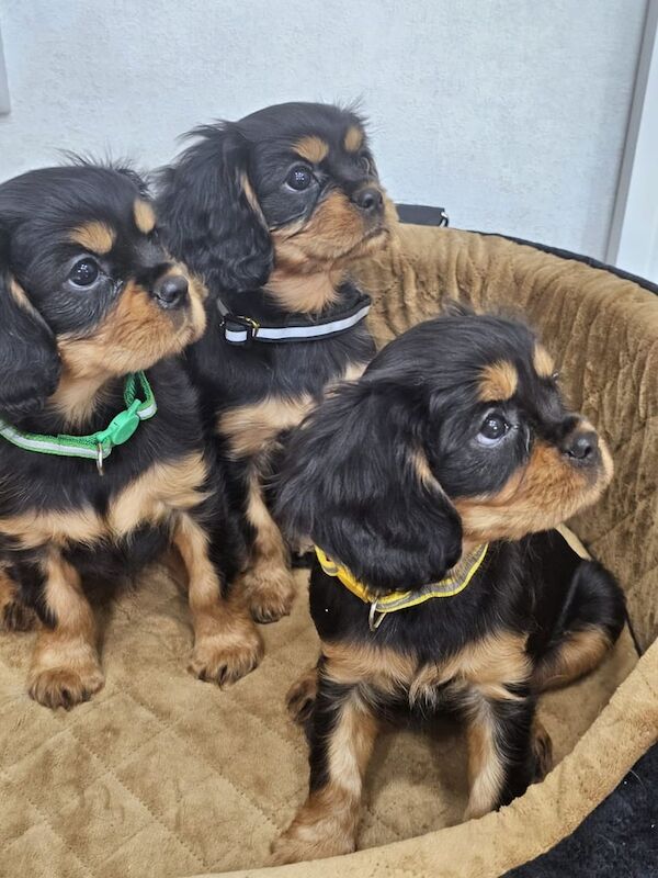 Cavalier King Charles Spaniel puppies for sale in Clogher, County Tyrone – 11 weeks old
