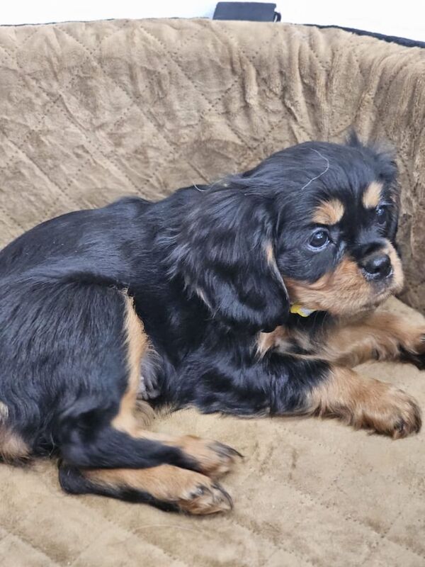 Cavalier King Charles Spaniel puppies for sale in Clogher, County Tyrone – 11 weeks old - Image 2 of 3