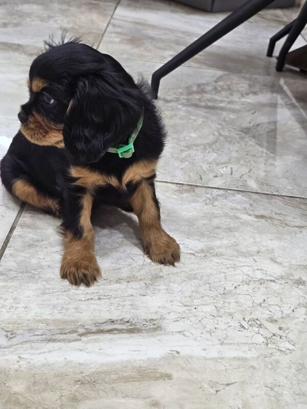 Cavalier King Charles Spaniel puppies for sale in Clogher, County Tyrone – 11 weeks old - Image 3 of 3