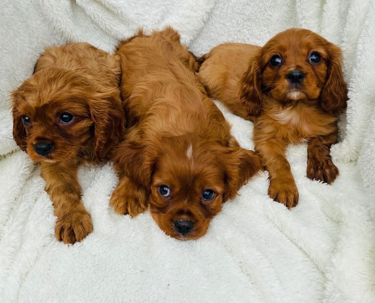 Cavalier King Charles's