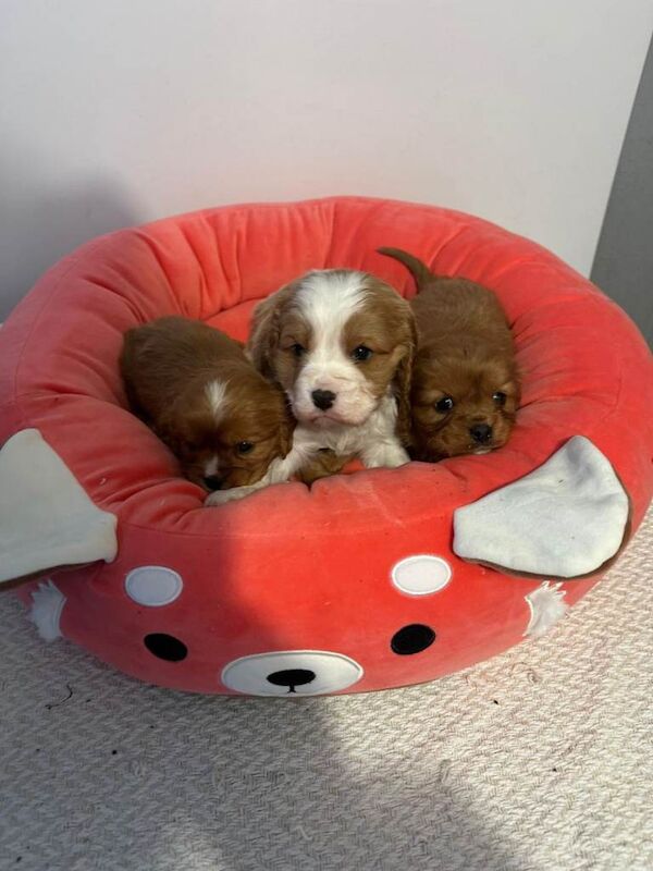 King Charles Spaniel Puppies For Sale