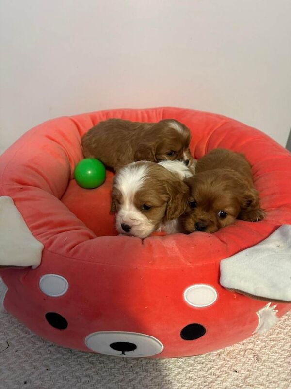 Cavalier puppies - Image 2 of 4