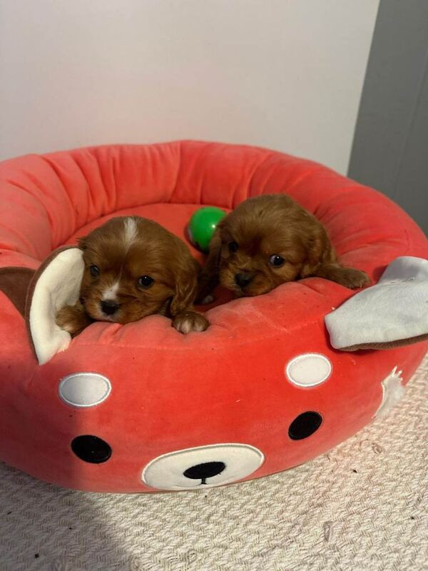 Cavalier puppies - Image 3 of 4