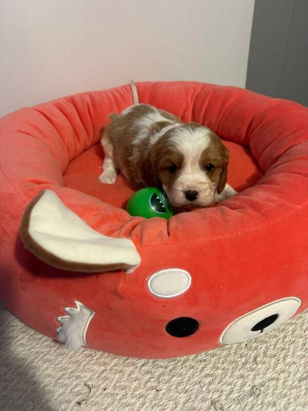 Cavalier puppies - Image 4 of 4