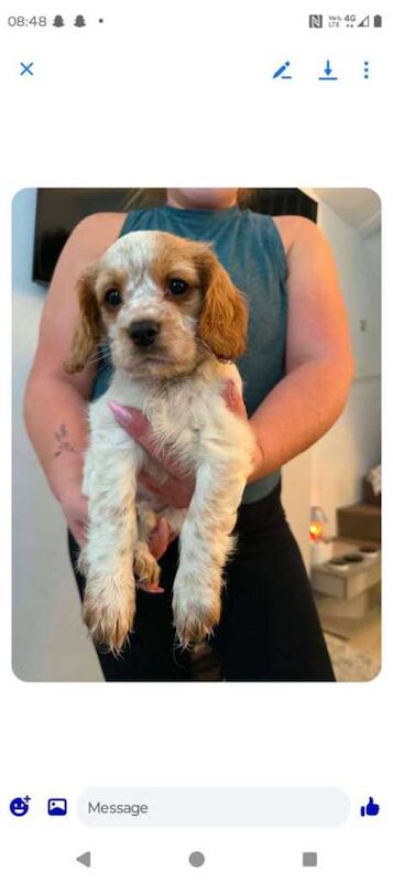 King Charles Spaniel Puppies For Sale