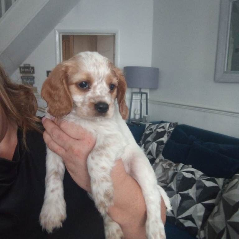 Cavalier x cockapoo - Image 2 of 5